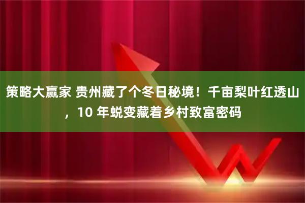 策略大赢家 贵州藏了个冬日秘境！千亩梨叶红透山，10 年蜕变藏着乡村致富密码